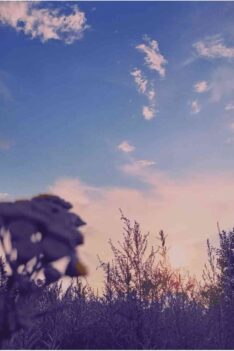Sunbyonic Hidden Love